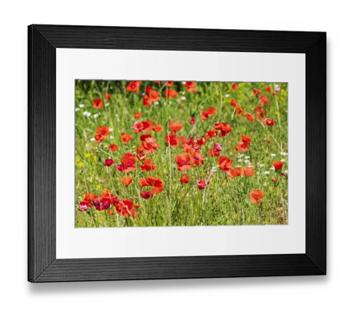 Framed Print : Italy, Apulia, Province of Bari. Countryside with poppies Framed Print : Italy, Apulia, Province of Bari. Countryside with poppies
