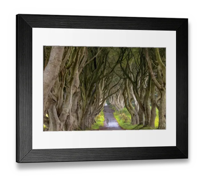 Framed Print : The Dark Hedges in Northern Ireland Framed Print : The Dark Hedges in Northern Ireland