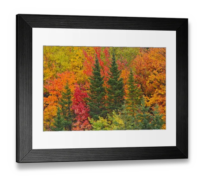 Framed Print : Canada, Quebec, Saint-Pacome. Mixedwood forest in autumn