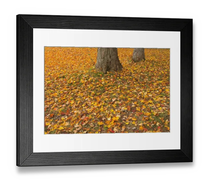 Framed Print : Canada, Quebec, St. Michel de Belle Chasse. Sugar maple leaves in autumn