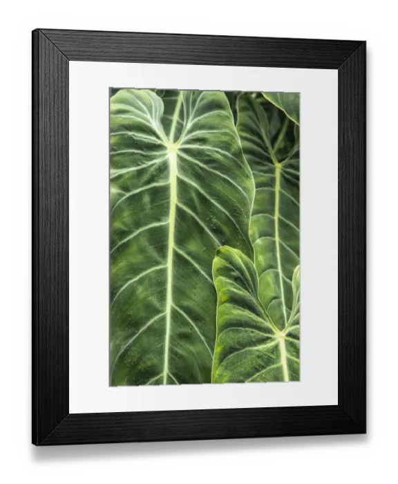 Framed Print : Close-up shots of the leaves from the elephant ears plant, also known as Alocasia Framed Print : Close-up shots of the leaves from the elephant ears plant, also known as Alocasia