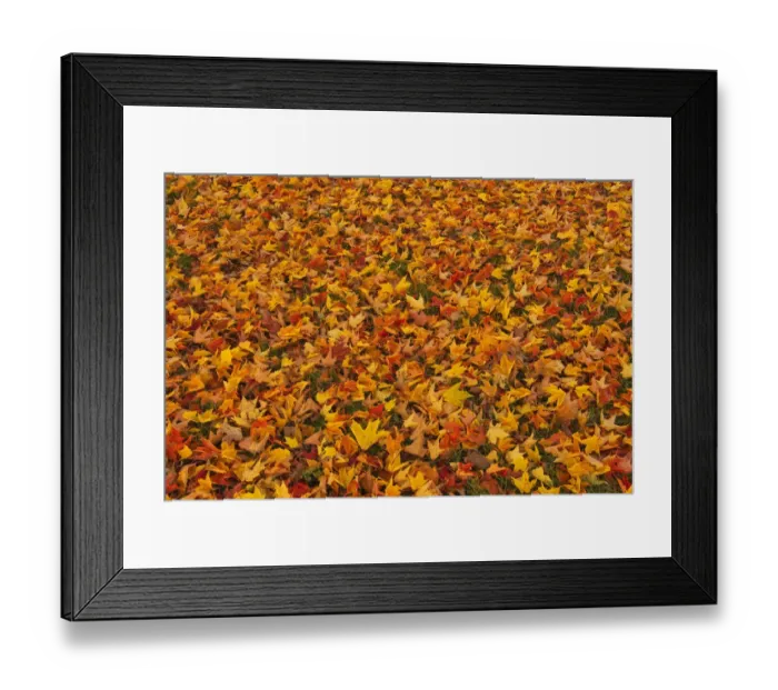 Framed Print : Canada, Quebec, Ste. Famille on Ile d Orleans. Fallen sugar maple leaves in autumn