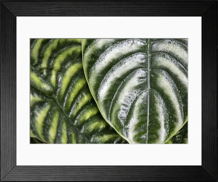Framed Print : Montreal Botanical Gardens, elephants ears with rainwater Framed Print : Montreal Botanical Gardens, elephants ears with rainwater