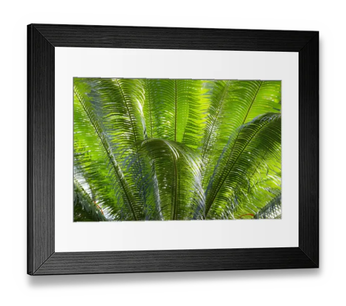 Framed Print : Close-up of the fronds of the Sago Palm Tree Framed Print : Close-up of the fronds of the Sago Palm Tree