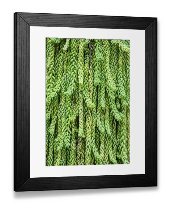 Framed Print : Burros tail plant is named for its long, cylindrical leaves Framed Print : Burros tail plant is named for its long, cylindrical leaves