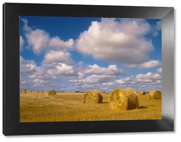 Canada, Saskatchewan, Shellbrook. Bale rolls and cumulus clouds on farmland