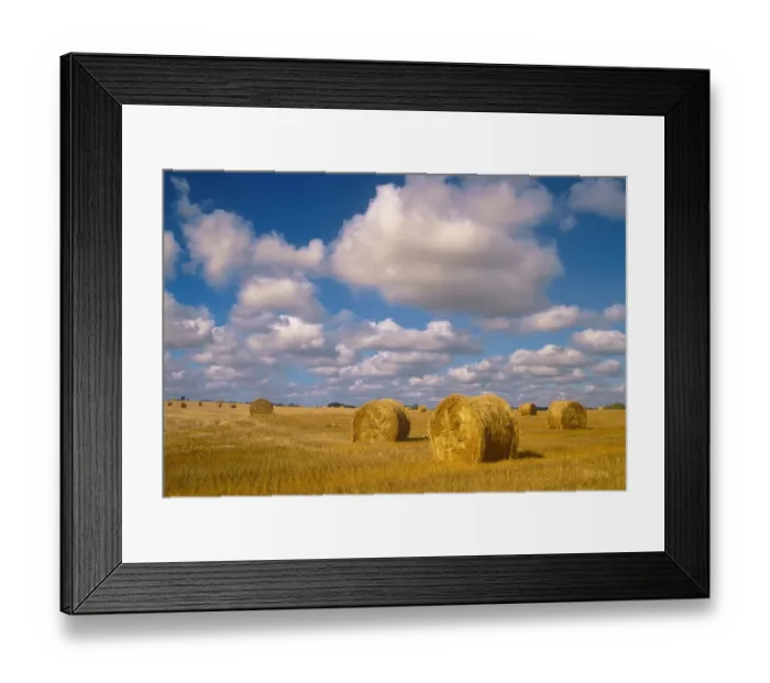 Framed Print : Canada, Saskatchewan, Shellbrook. Bale rolls and cumulus clouds on farmland Framed Print : Canada, Saskatchewan, Shellbrook. Bale rolls and cumulus clouds on farmland