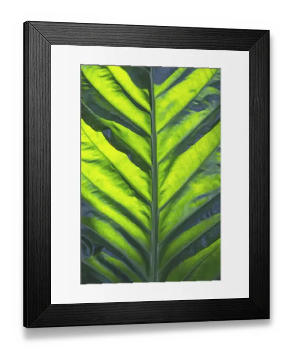 Framed Print : Thailand giant elephant ear, is considered invasive in certain states in the United Framed Print : Thailand giant elephant ear, is considered invasive in certain states in the United