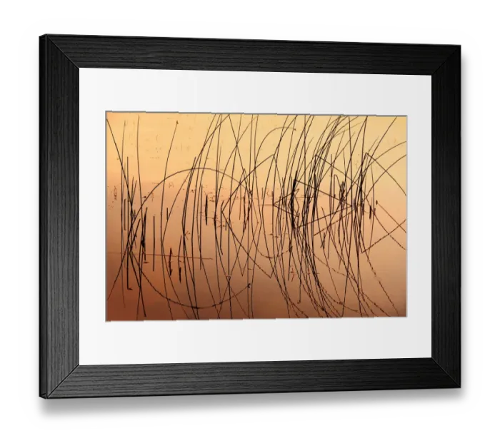Framed Print : Canada, Saskatchewan, Saskatoon Island Provincial Park. Reeds reflect on Saskatoon Lake