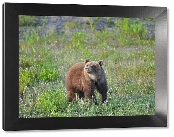 Canada, Yukon. Young grizzly bear in field. Credit as: Mike Grandmaison  /  Jaynes Gallery