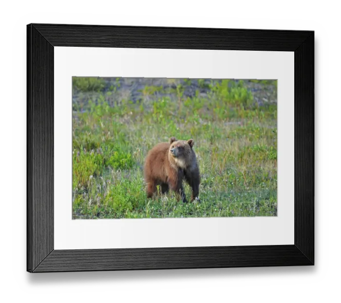 Framed Print : Canada, Yukon. Young grizzly bear in field. Credit as: Mike Grandmaison  /  Jaynes Gallery