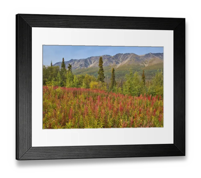 Framed Print : Canada, Yukon, Kluane National Park. St. Elias Mountains and forest landscape Framed Print : Canada, Yukon, Kluane National Park. St. Elias Mountains and forest landscape
