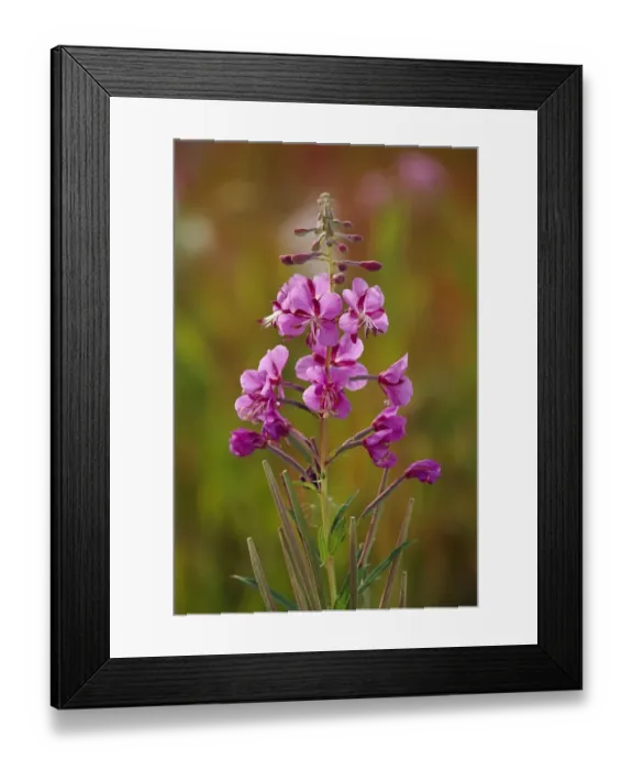 Framed Print : Canada, Yukon, Watson Lake. Fireweed blossoms close-up Framed Print : Canada, Yukon, Watson Lake. Fireweed blossoms close-up