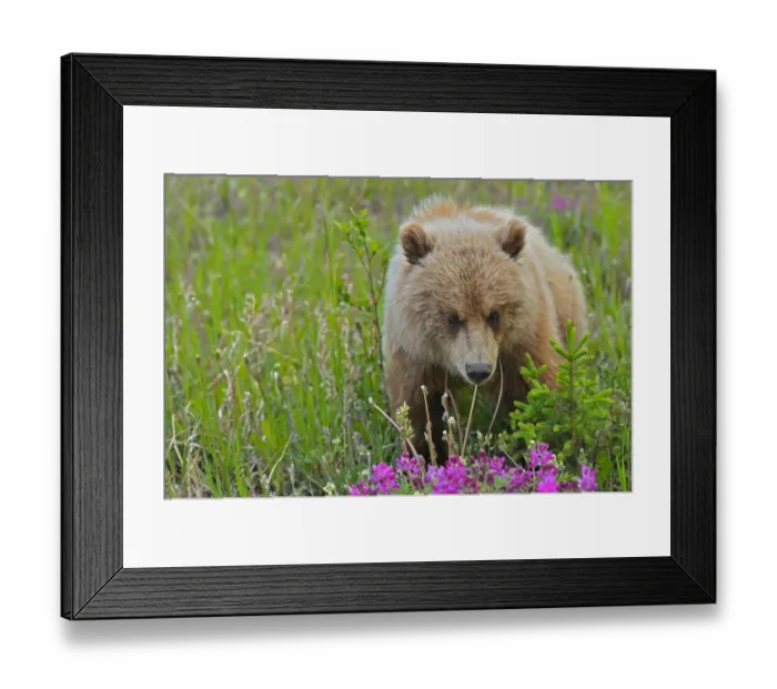 Framed Print : Canada, Yukon. Grizzly bear close-up