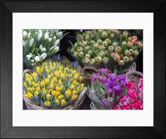 Framed Print : Europe, Netherlands, Amsterdam. Tulip bouquets on display by vendor Framed Print : Europe, Netherlands, Amsterdam. Tulip bouquets on display by vendor