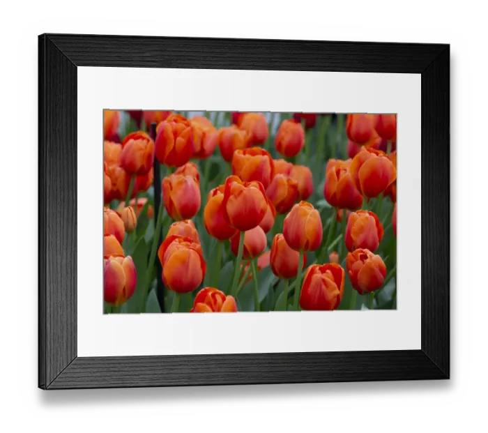 Framed Print : Europe, Netherlands, Holland. Orange tulips at Keukenhof Gardens Framed Print : Europe, Netherlands, Holland. Orange tulips at Keukenhof Gardens