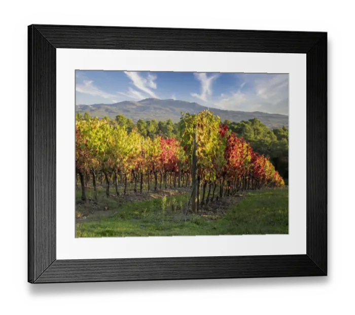 Framed Print : Europe, Italy, Chianti. Vineyard in autumn in the Chianti region of Tuscany