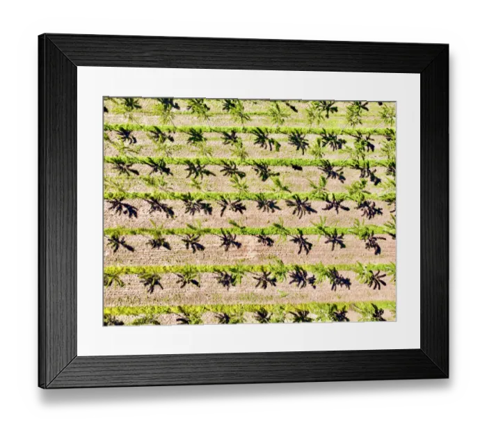 Framed Print : Italy, Mantua, poplar tree plantation, poplar trees are used to produce pulp for paper Framed Print : Italy, Mantua, poplar tree plantation, poplar trees are used to produce pulp for paper