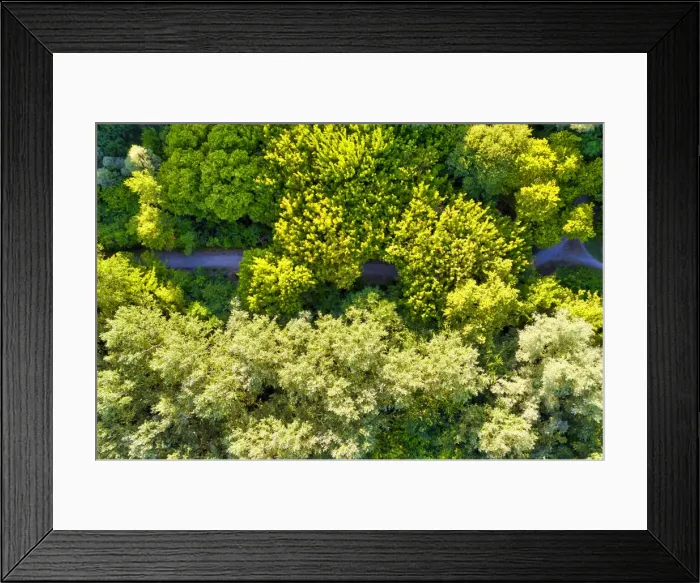 Framed Print : Italy, Mantua, forest treetops Framed Print : Italy, Mantua, forest treetops