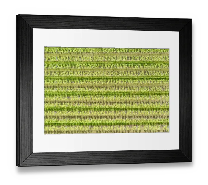 Framed Print : Italy, Valpolicella vineyards Framed Print : Italy, Valpolicella vineyards