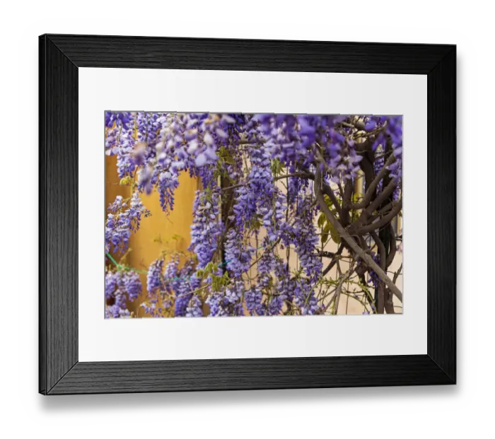 Framed Print : Italy, Sicily, Messina Province, Tripi. Wisteria flowers hanging in the medieval hilltop