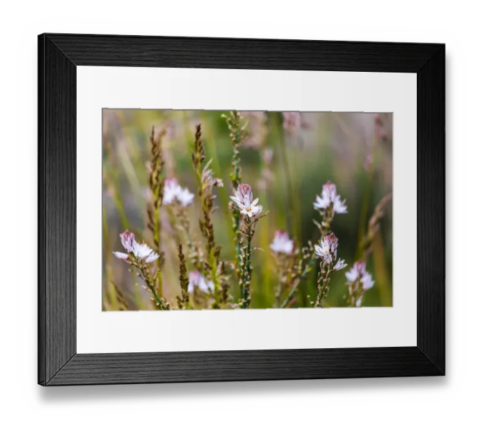 Framed Print : Italy, Sicily, Messina Province, Caronia. Wild flowers in a field near the medieval town Framed Print : Italy, Sicily, Messina Province, Caronia. Wild flowers in a field near the medieval town