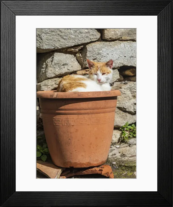 Framed Print : Italy, Sicily, Messina Province, Montalbano Elicona. Orange