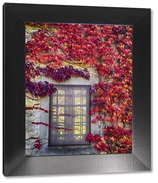 Europe, Italy, Chianti. Colorful ivy surrounding the window of a stone Tuscan home in the