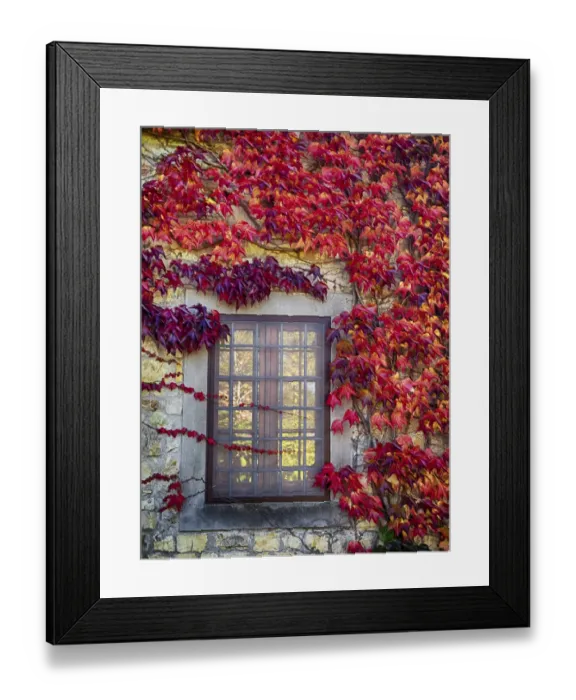 Framed Print : Europe, Italy, Chianti. Colorful ivy surrounding the window of a stone Tuscan home in Framed Print : Europe, Italy, Chianti. Colorful ivy surrounding the window of a stone Tuscan home in