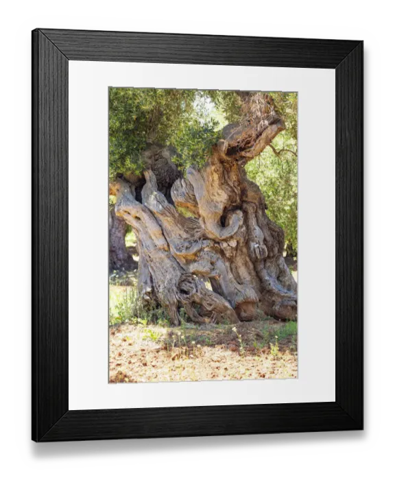 Framed Print : Italy, Apulia, Province of Brindisi, Ostuni. Huge ancient olive tree Framed Print : Italy, Apulia, Province of Brindisi, Ostuni. Huge ancient olive tree