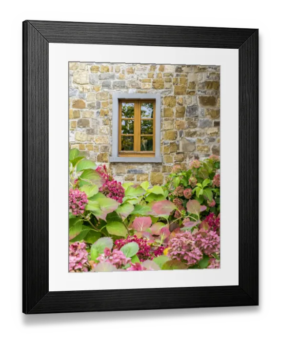 Framed Print : Europe, Italy, Chianti. Hydrangea bush against a stone building in a vineyard