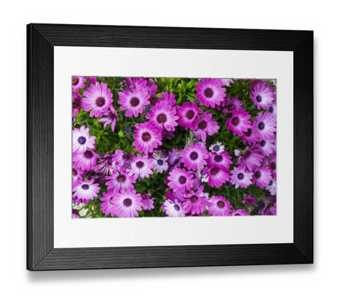 Framed Print : Italy, Sicily, Trapani Province, Erice. African Daisies in the ancient hill town of Erice