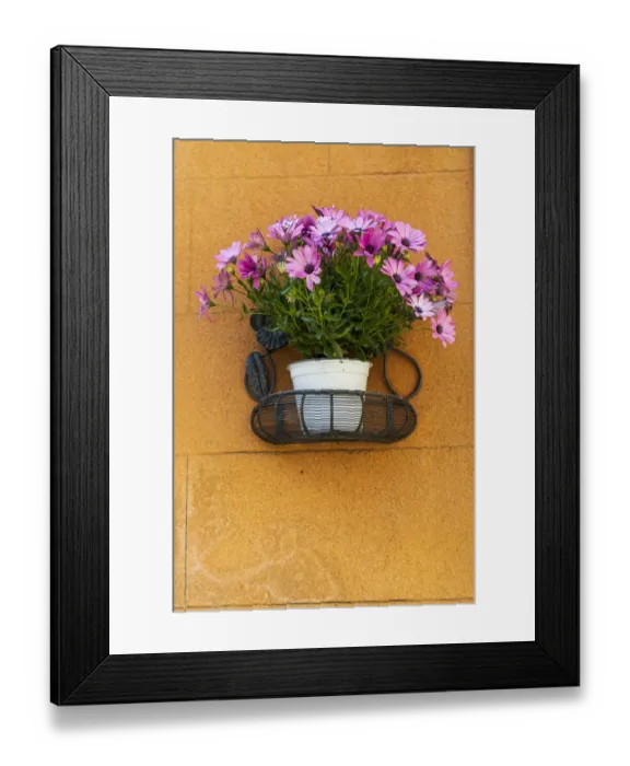 Framed Print : Italy, Sicily, Trapani Province, Erice. A pot of African Daisy flowers on wall in Framed Print : Italy, Sicily, Trapani Province, Erice. A pot of African Daisy flowers on wall in