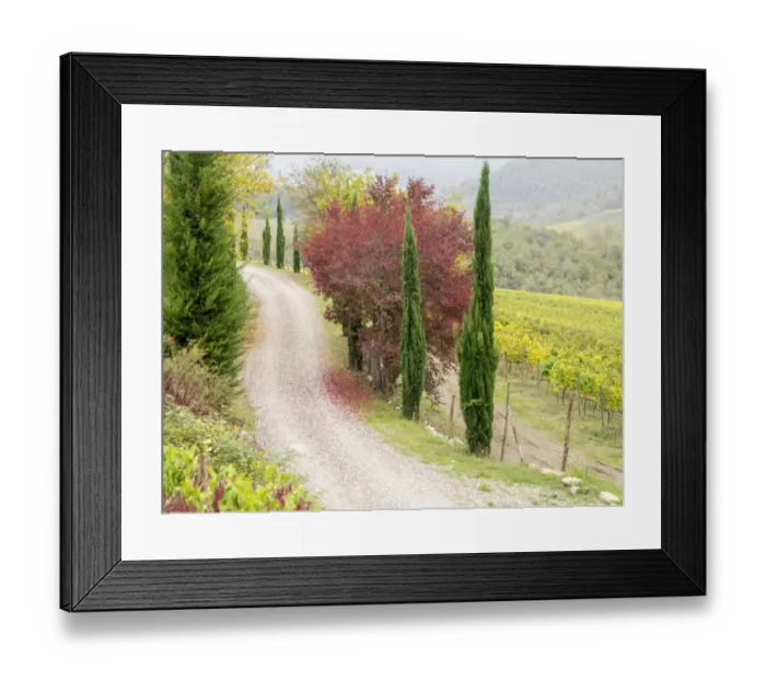 Framed Print : Europe, Italy, Chianti. Gravel road winding through a vineyard in autumn in the Chianti Framed Print : Europe, Italy, Chianti. Gravel road winding through a vineyard in autumn in the Chianti