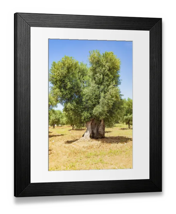 Framed Print : Italy, Apulia, Province of Brindisi, Ostuni. Huge ancient olive tree