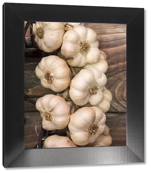 Europe, Italy, Chianti. Garlic hanging in a meat shop in the town of Radda in Chianti