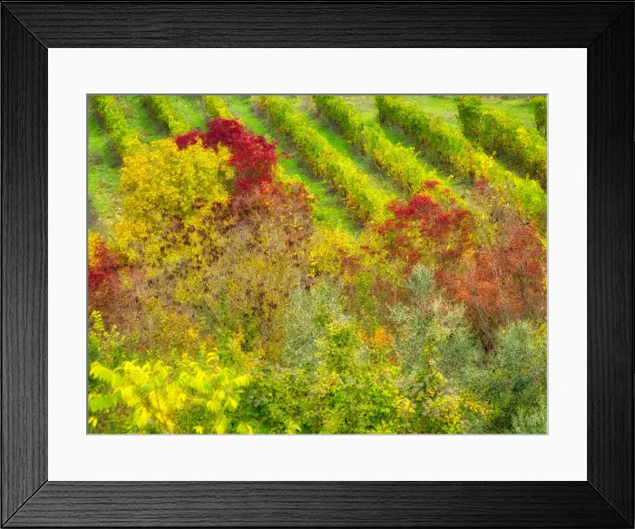 Framed Print : Europe, Italy, Chianti. Fall colored trees in a vineyard Framed Print : Europe, Italy, Chianti. Fall colored trees in a vineyard