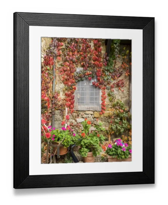 Framed Print : Europe, Italy, Chianti. Potted pink geraniums and fall colored climbing vine on Framed Print : Europe, Italy, Chianti. Potted pink geraniums and fall colored climbing vine on