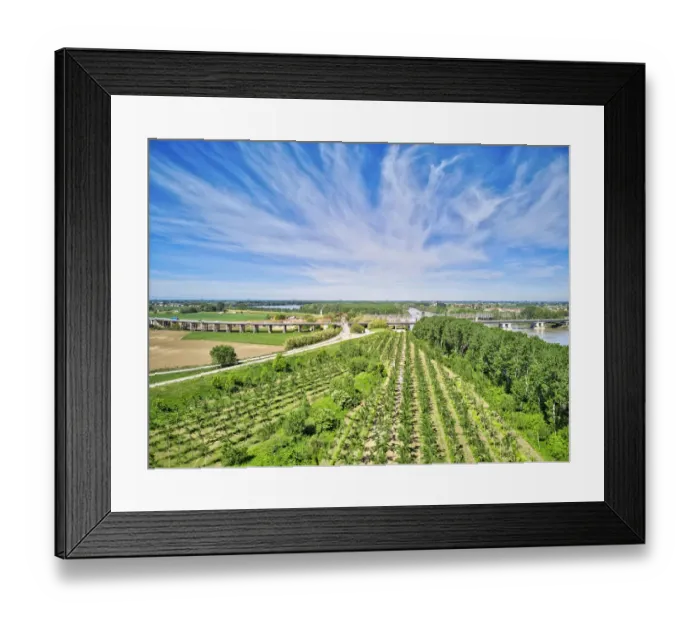Framed Print : Italy, Mantua, poplar tree plantation, poplar trees are used to produce pulp for paper