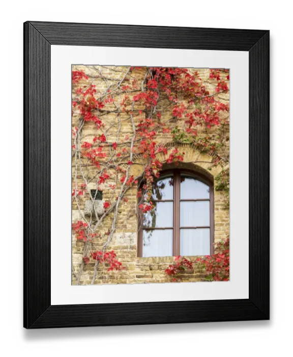 Framed Print : Europe, Italy, Chianti. Red climbing ivy vine on a stone wall Framed Print : Europe, Italy, Chianti. Red climbing ivy vine on a stone wall