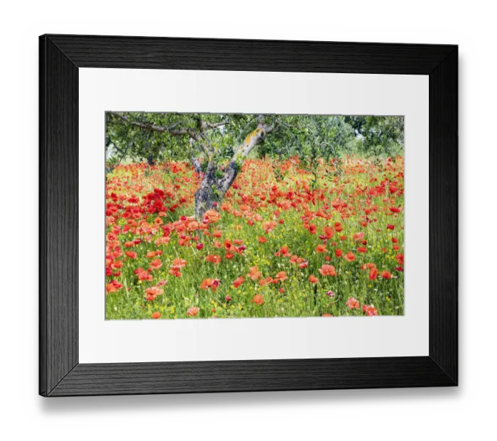 Framed Print : Italy, Apulia, Province of Bari. Countryside with poppies and olive trees Framed Print : Italy, Apulia, Province of Bari. Countryside with poppies and olive trees