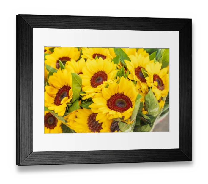 Framed Print : Italy, Apulia, Metropolitan City of Bari, Locorotondo. Sunflowers for sale in an outdoor Framed Print : Italy, Apulia, Metropolitan City of Bari, Locorotondo. Sunflowers for sale in an outdoor