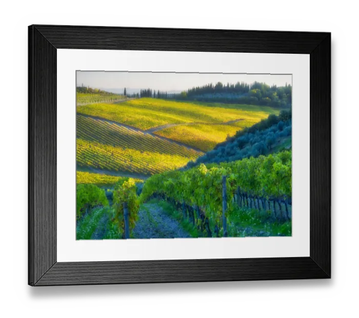 Framed Print : Europe, Italy, Chianti. Vineyard in autumn in the Chianti region of Tuscany