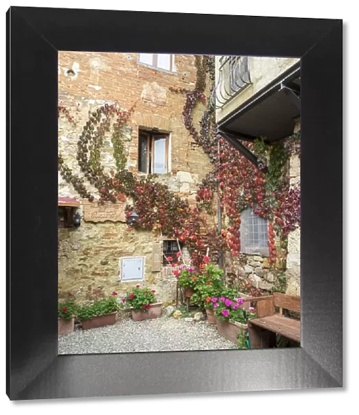 Europe, Italy, Chianti. Back street alleyway with fall colored climbing vine on the wall