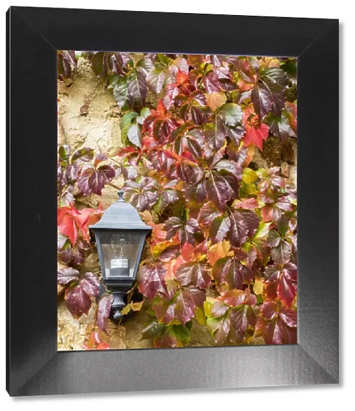 Europe, Italy, Chianti. Climbing vine in fall colors and exterior lamp against a stone