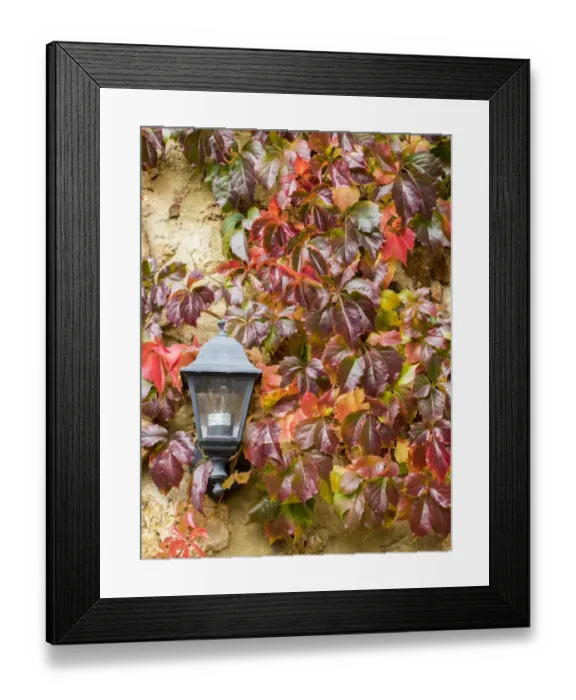Framed Print : Europe, Italy, Chianti. Climbing vine in fall colors and exterior lamp against a stone Framed Print : Europe, Italy, Chianti. Climbing vine in fall colors and exterior lamp against a stone