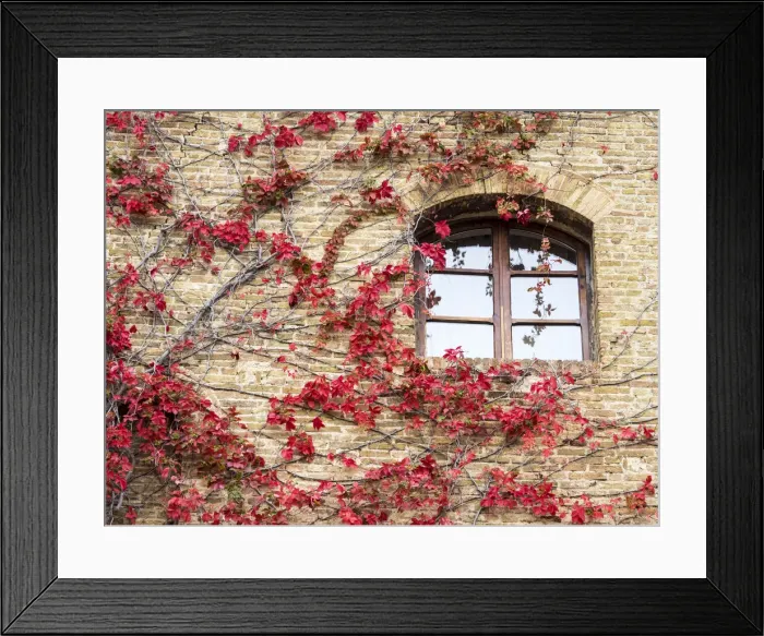 Framed Print : Europe, Italy, Chianti. Red climbing ivy vine on a stone wall Framed Print : Europe, Italy, Chianti. Red climbing ivy vine on a stone wall
