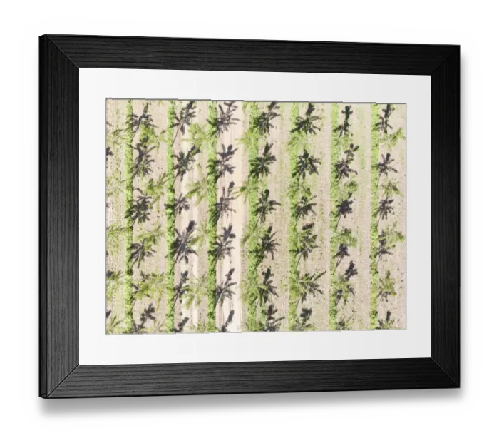Framed Print : Italy, Mantua, poplar tree plantation, poplar trees are used to produce pulp for paper Framed Print : Italy, Mantua, poplar tree plantation, poplar trees are used to produce pulp for paper