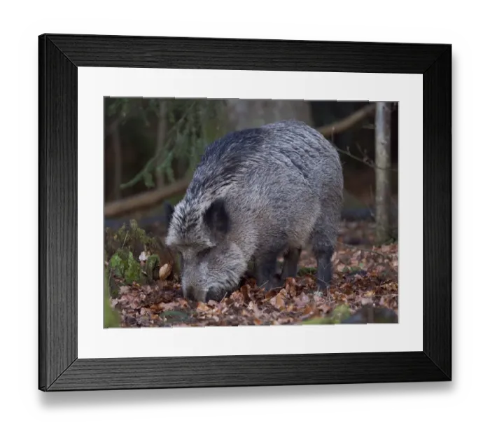 Framed Print : Wild boar (Eurasian wild pig, Sus scrofa) during winter in high forest Framed Print : Wild boar (Eurasian wild pig, Sus scrofa) during winter in high forest