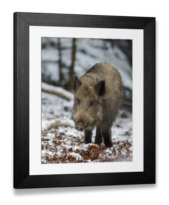 Framed Print : Wild boar (Eurasian wild pig, Sus scrofa) during winter in high forest Framed Print : Wild boar (Eurasian wild pig, Sus scrofa) during winter in high forest